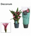 Zantedeschia