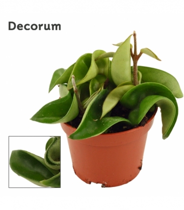 Hoya