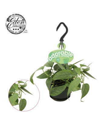 Epipremnum