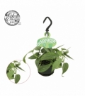 Epipremnum