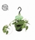 Epipremnum