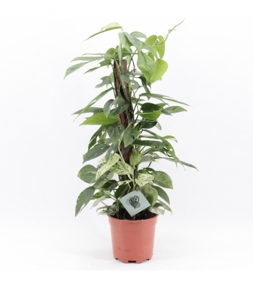 Epipremnum