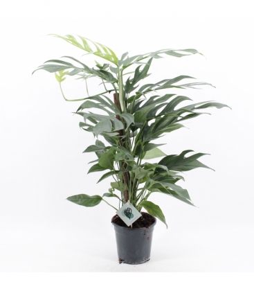 Epipremnum