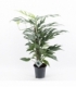 Epipremnum