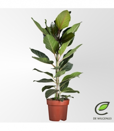 Ficus
