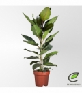 Ficus
