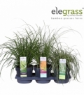 Carex
