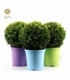 Buxus