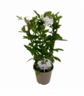 Plumbago