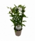 Plumbago