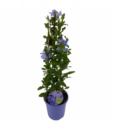 Plumbago