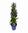 Plumbago