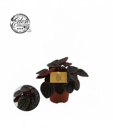 Peperomia