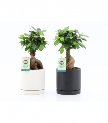Ficus