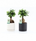 Ficus