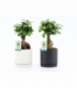 Ficus
