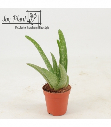 Aloe