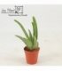 Aloe