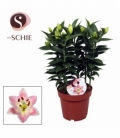 Lilium