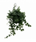 Hedera