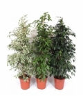 Ficus