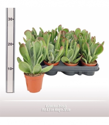 Kalanchoe