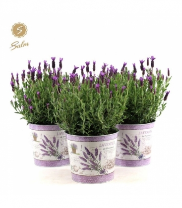 Lavandula