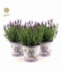 Lavandula