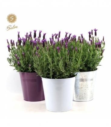 Lavandula