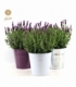 Lavandula