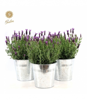 Lavandula