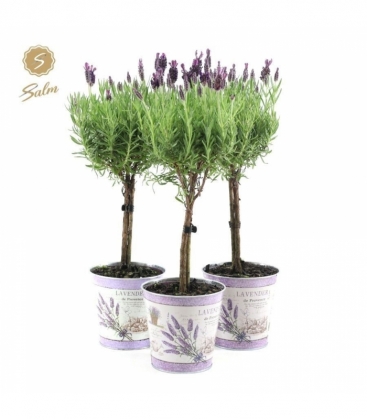 Lavandula