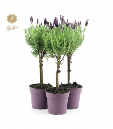 Lavandula