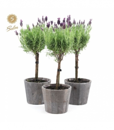 Lavandula