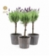 Lavandula