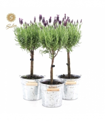 Lavandula
