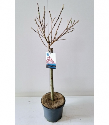 Salix