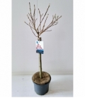 Salix