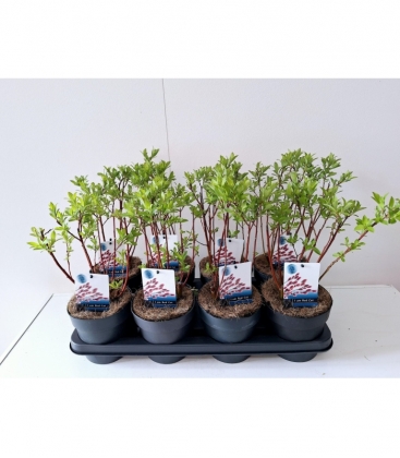 Salix