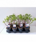 Salix
