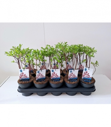 Salix