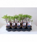Salix