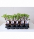Salix
