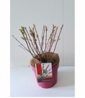 Salix