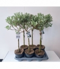 Salix