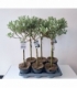 Salix