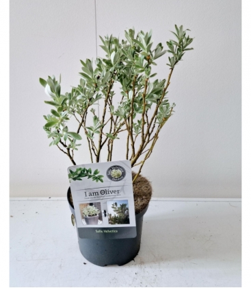 Salix