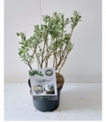 Salix