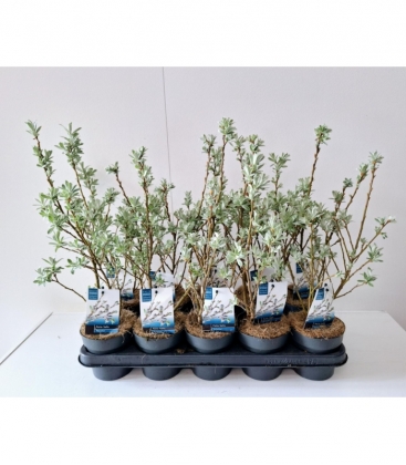 Salix