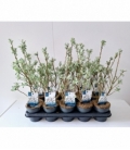 Salix